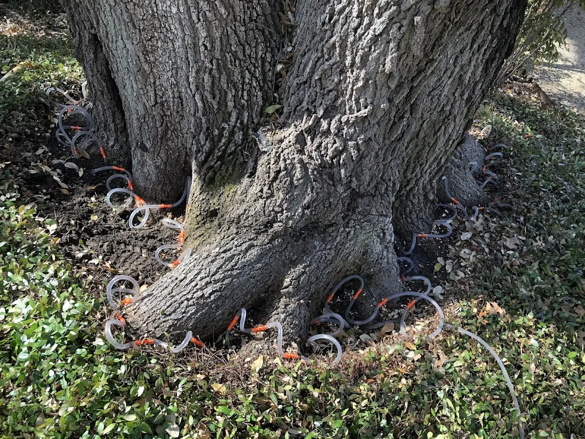 Detailed Tree Cabling and Bracing job site in Inez