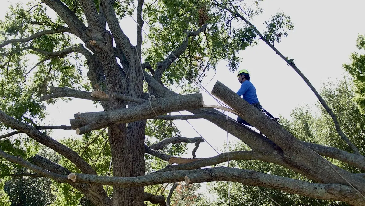 Professional Hazardous Tree Removal performed by certified arborists in Inez